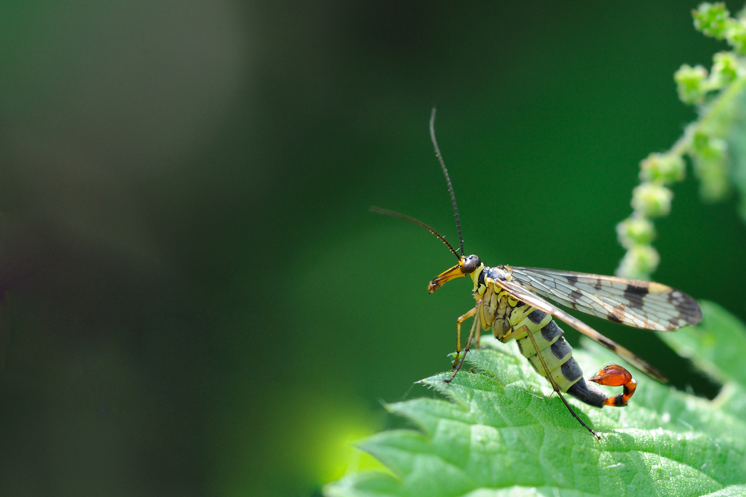 Scorpion fly The Wildlife Trusts